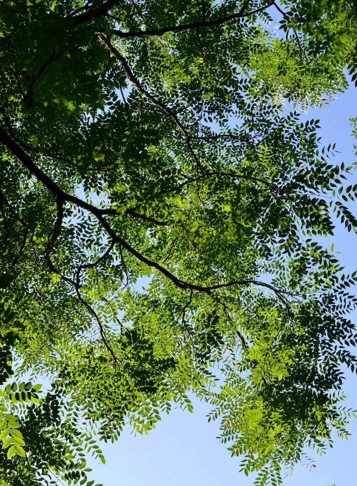 The lacy canopy of Kentucky coffeetree.