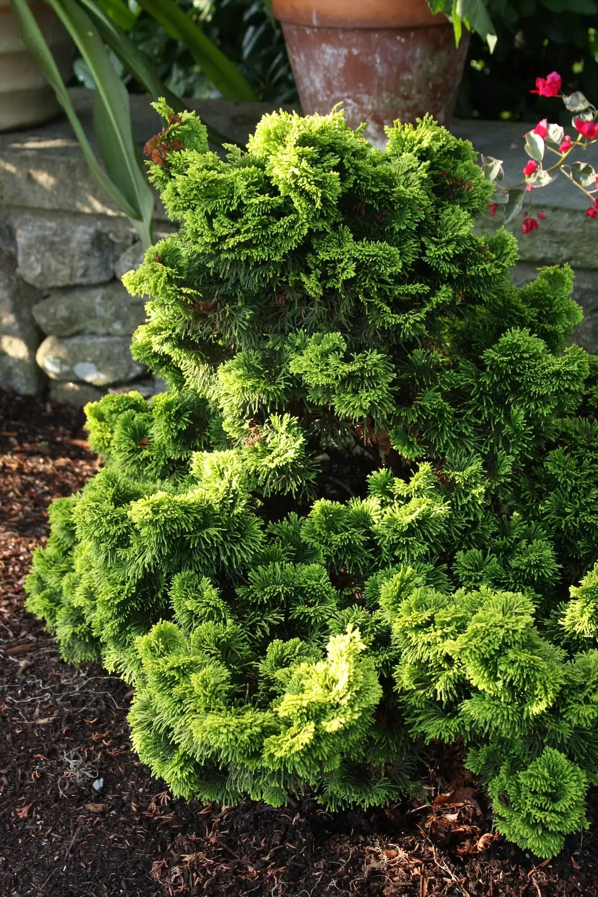 Dwarf Hinoki Cypress Are Easy Conifers With Great Texture