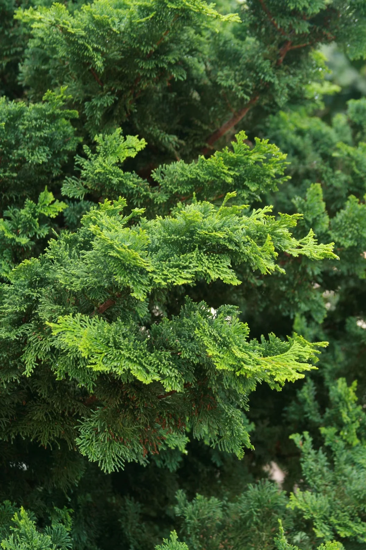 'Split Rock' dwarf hinoki cypress has rippling branches holding blue-green sprays of foliage.