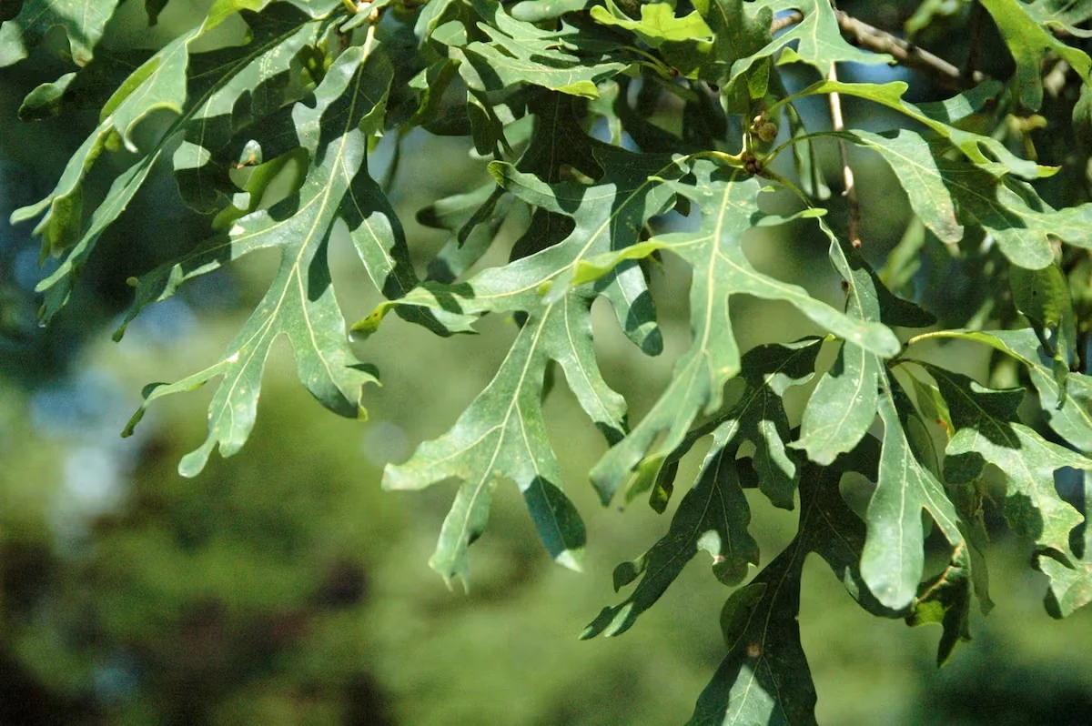 The white oak is the top keystone plant in Ecoregion 5. Its range extends across many other ecoregions. Oaks in general are extremely important keystone trees.