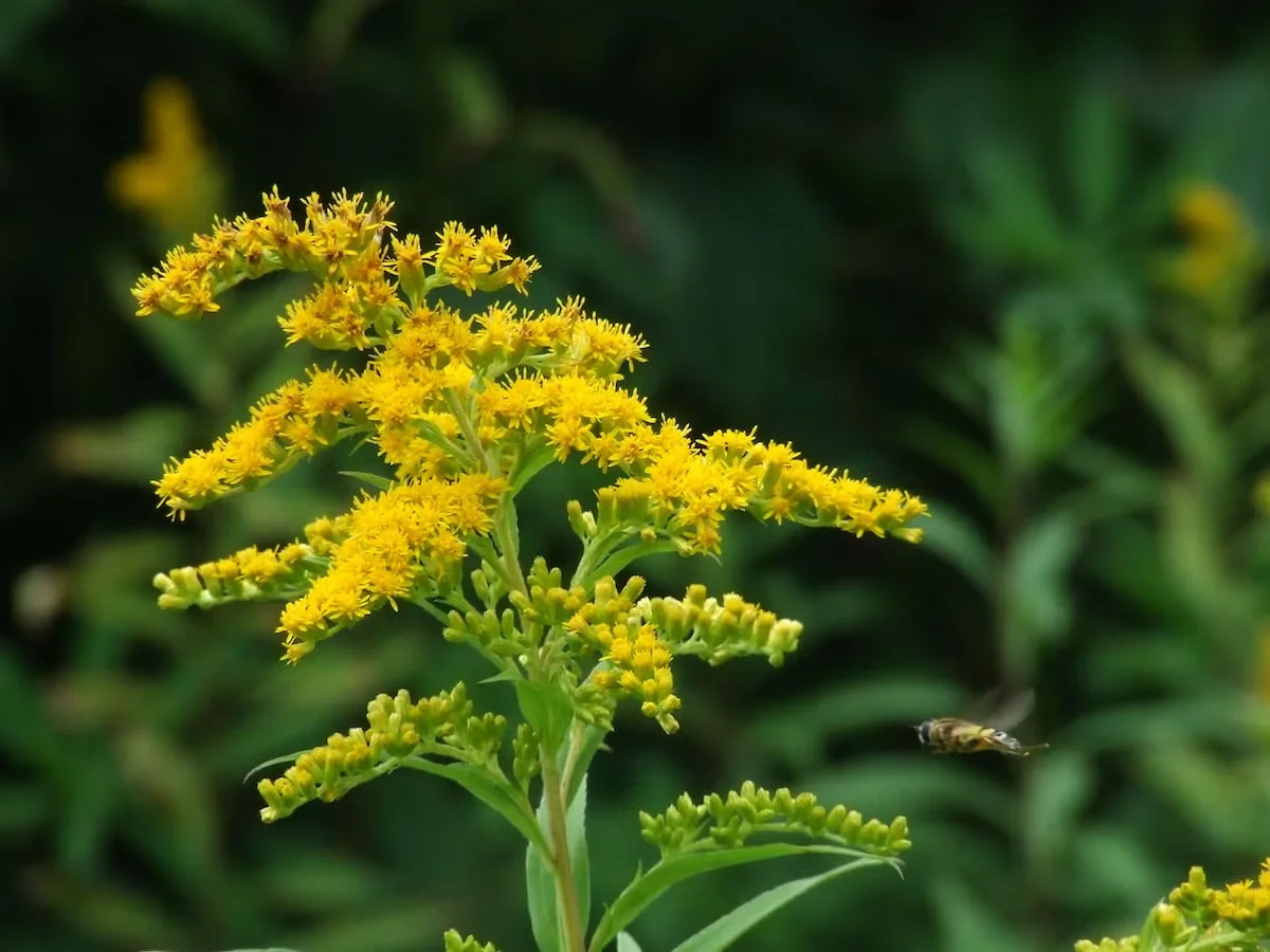 Canada goldenrod is a keystone plant that has evolved alongside specialist bees and other native pollinators.