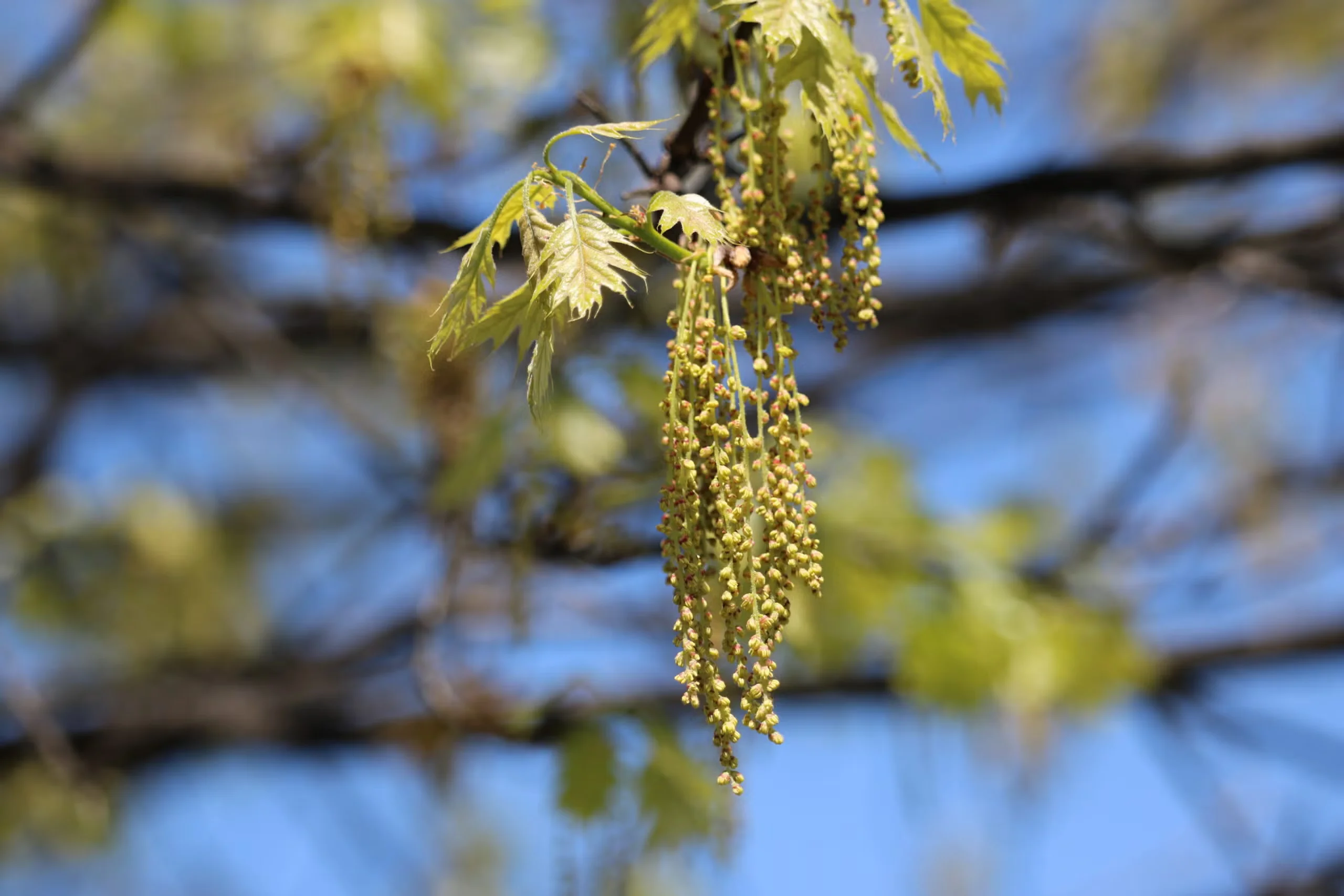 Similar to other ecoregions, the Eastern Temperate Forests count several oaks, including the Shumard oak shown here, high among their keystone plants.