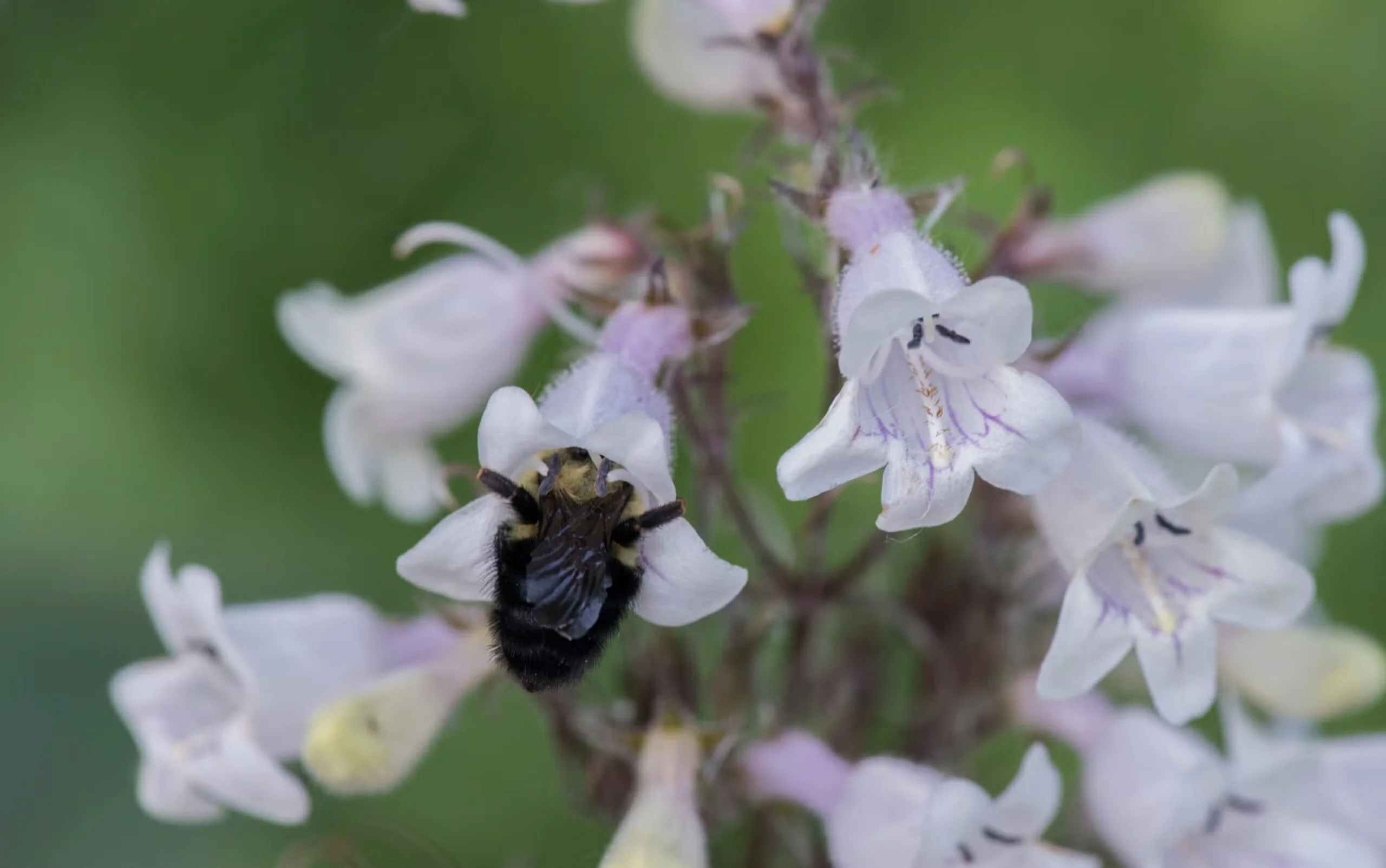 Foxglove (Penstemon digitalis) serves as a resource for pollinators across Ecoregion 8.
