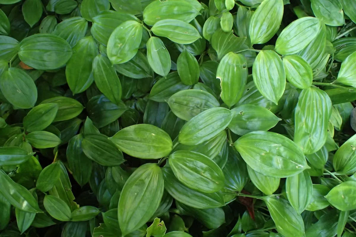 Evergreen Solomon's Seal Can Be a Shade Garden Ground Cover