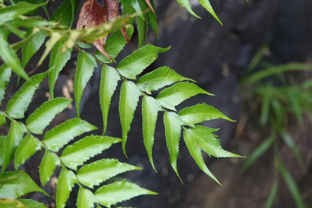 Ferns Are Forever: Recommendations from Horticulture 1904