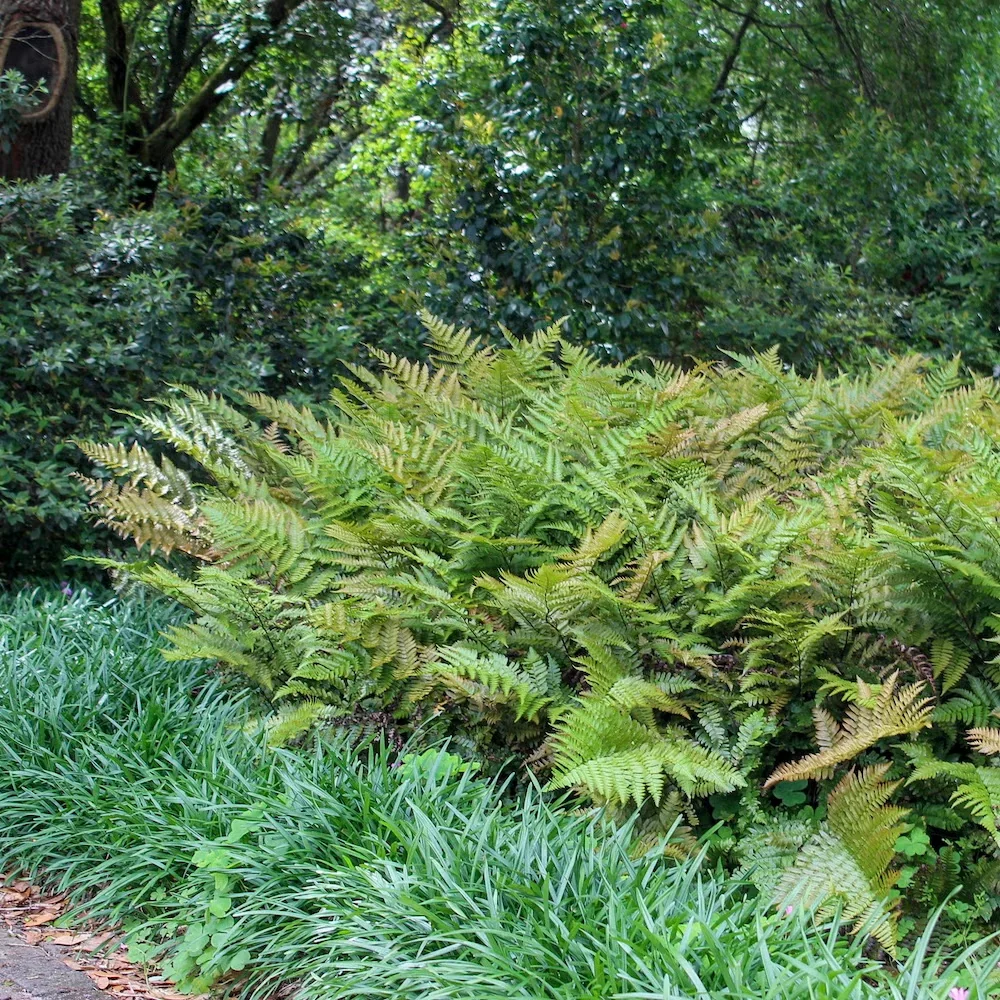 The cultivar 'Brilliance' has red-tinged new growth.