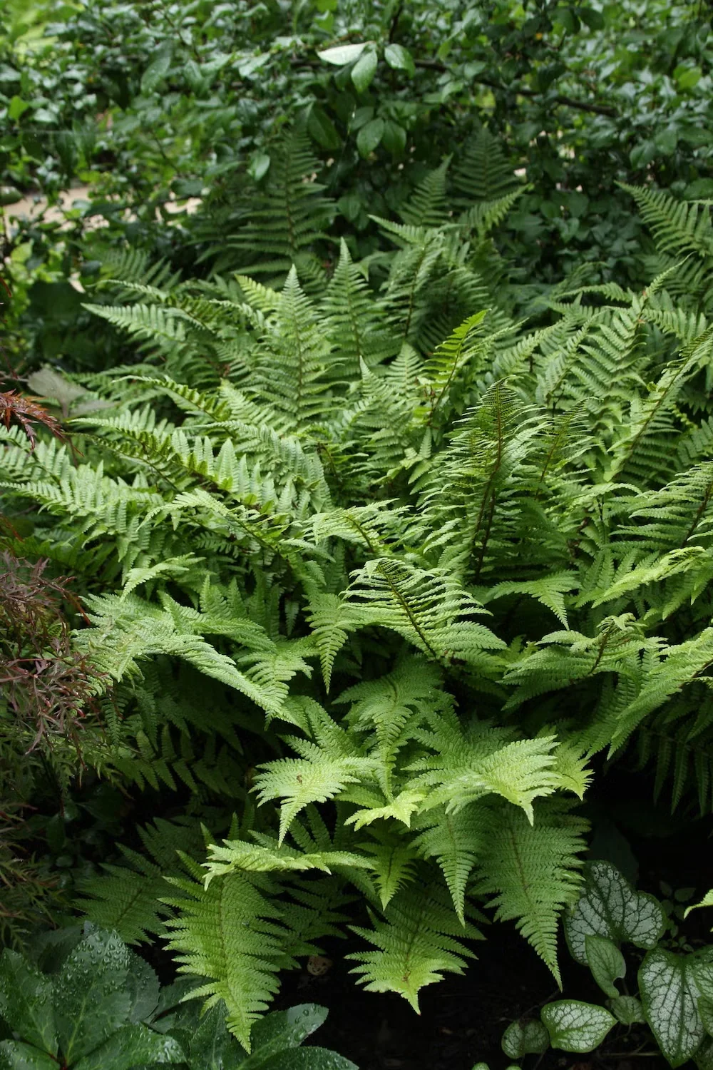 Soft shield fern has an upright, vaselike shape.