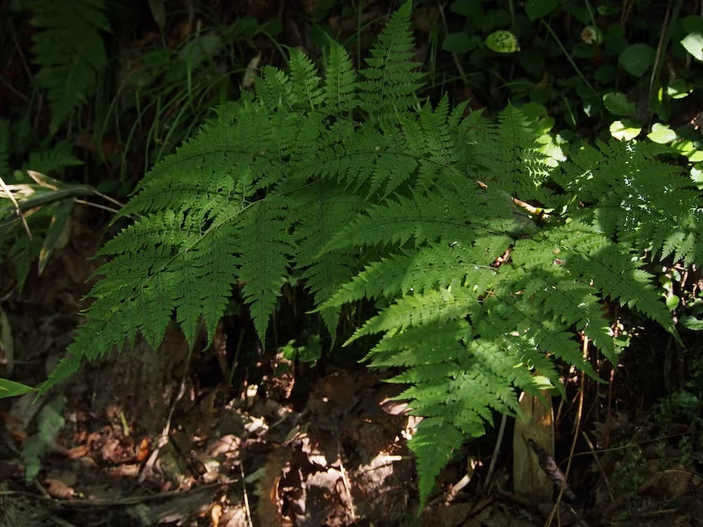 Upside-down fern can be difficult to find, but its heightened texture makes it worth the hunt.