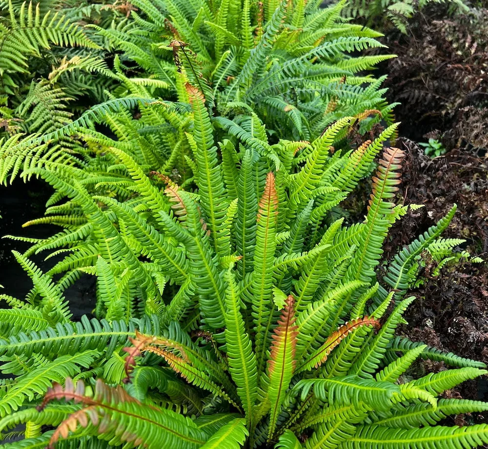Hard fern is an evergreen species with bold fronds.