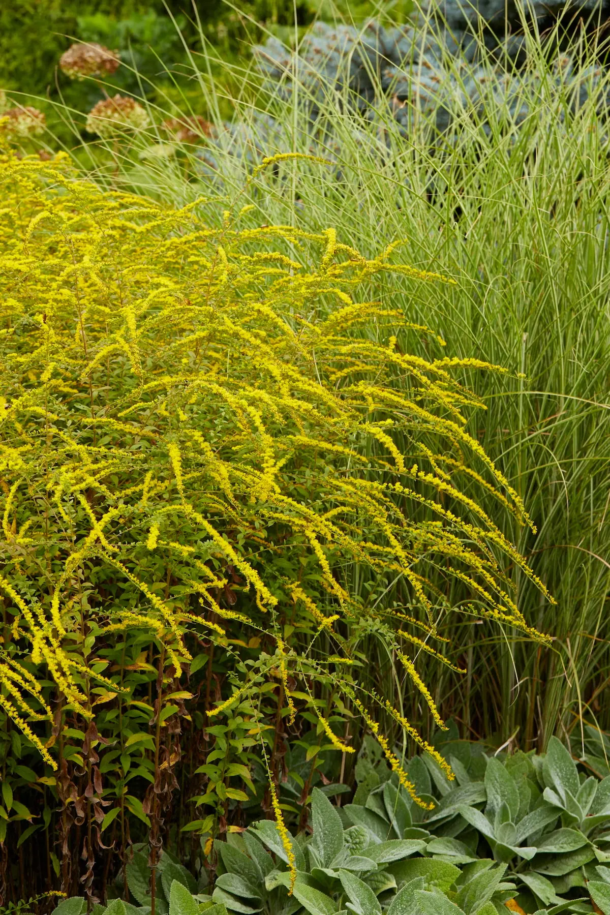 'Fireworks' Goldenrod Is a Top Perennial for Gardens
