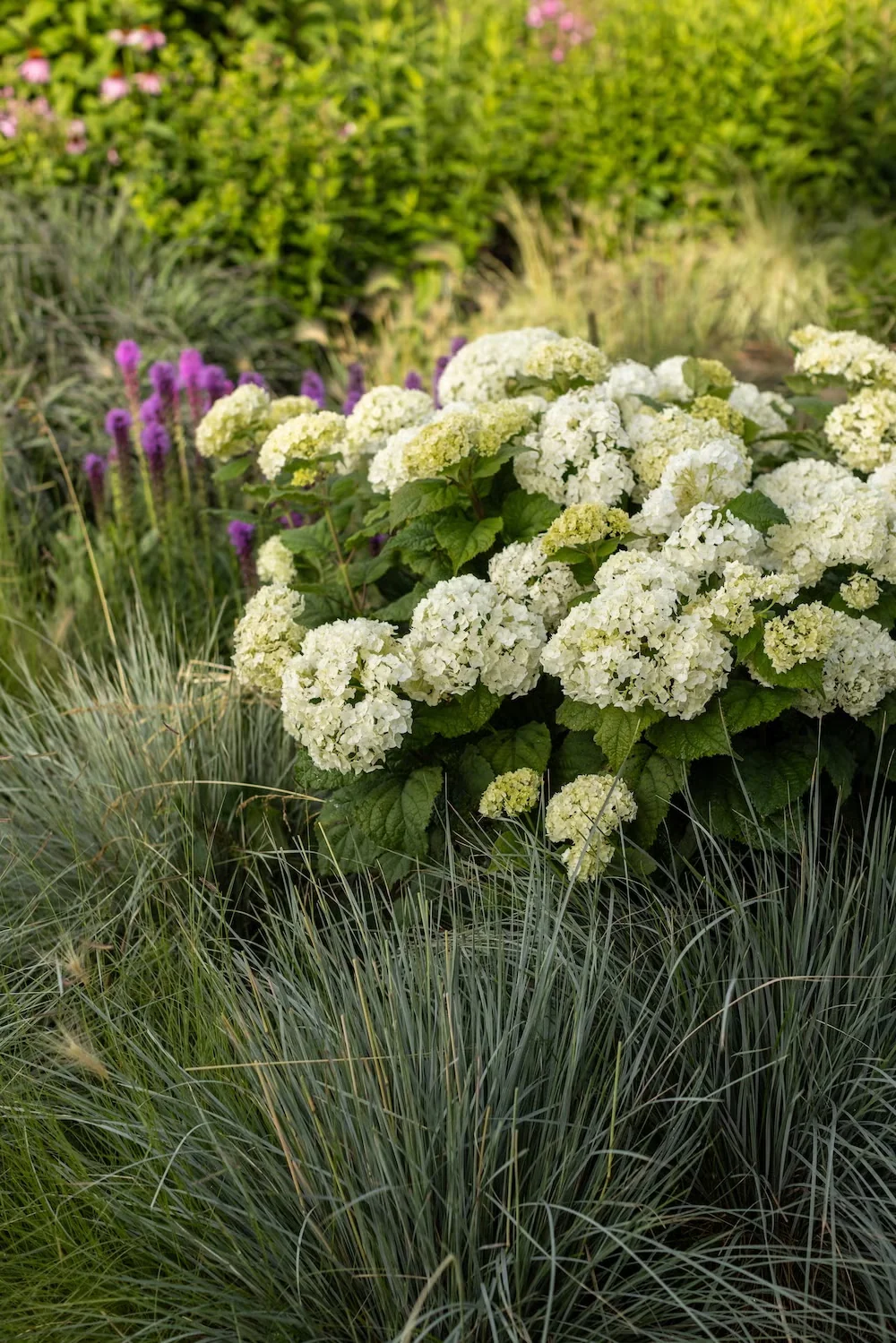 FlowerFull smooth hydrangea has long-lasting summer flowers on sturdy stems lined with disease-resistant deep green leaves. It pairs beautifully with ornamental grasses and summer- or autumn-blooming 