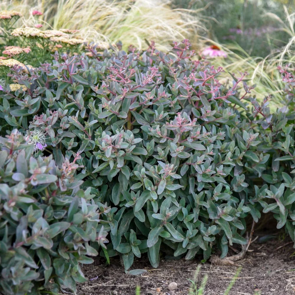 Foliage Plants for Sun Lend Lasting Interest to the Garden