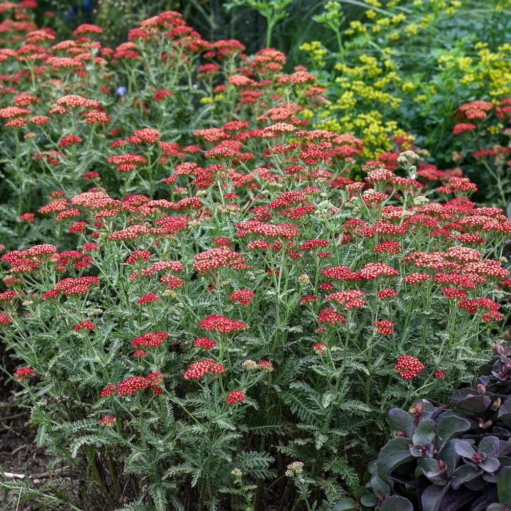 Sassy Summer Sangria is one yarrow that bears blue-gray, ferny leaves in addition to its flowers.