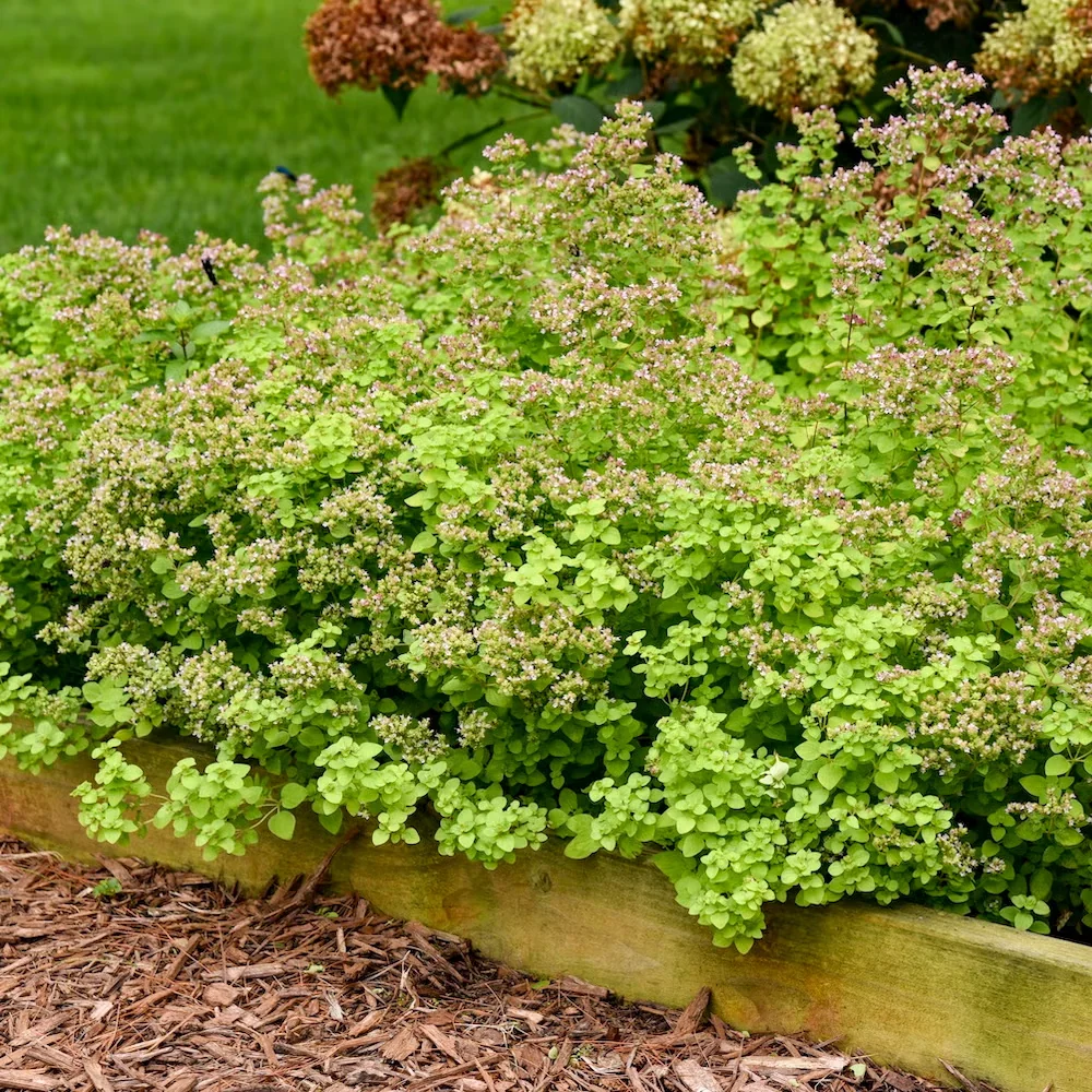 Not all chartreuse-leaved plants can take full sun, but the ornamental oregano 'Gilt Trip' loves it.