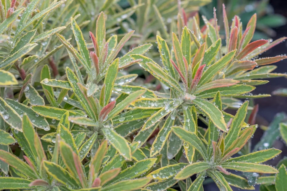 'Ascot Rainbow' spurge boasts multicolored leaves on upright stems.
