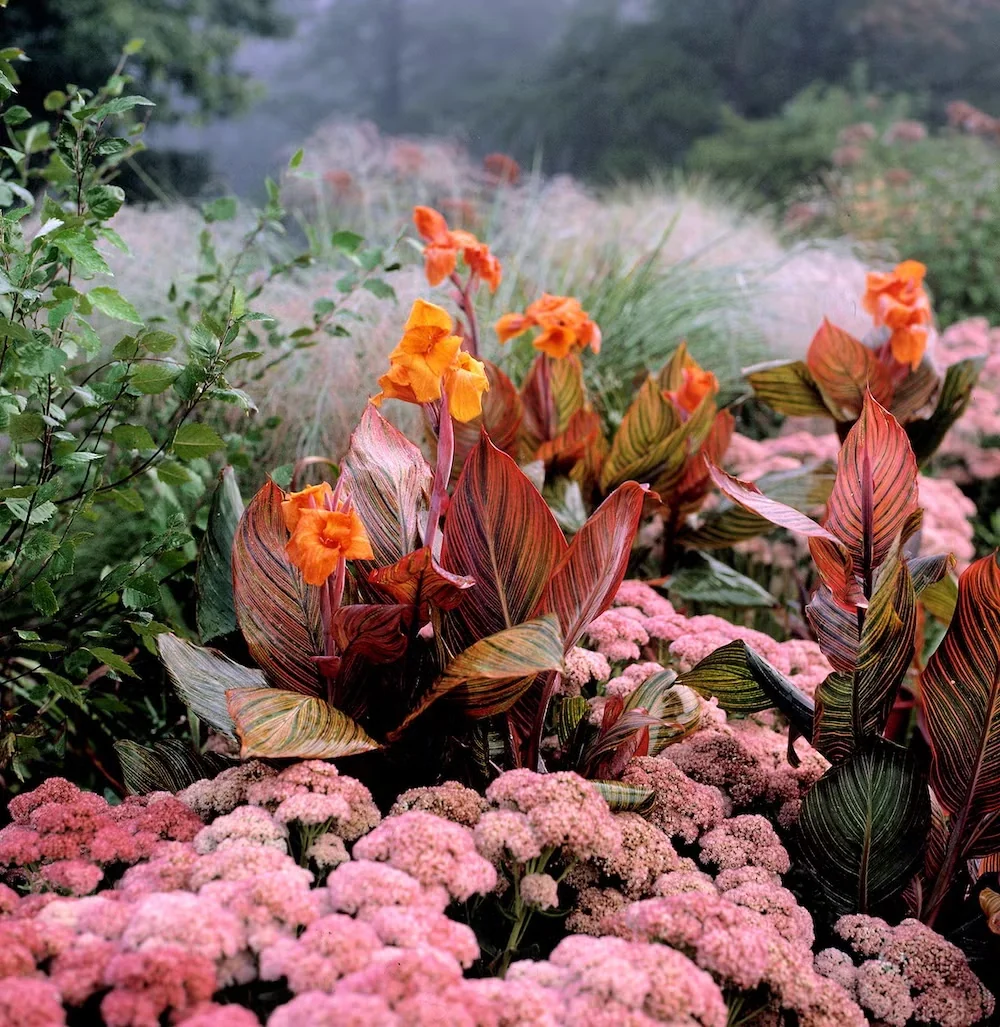 Variegated cannas, including Tropicanna, add bold texture, bright color and a vertical shape.