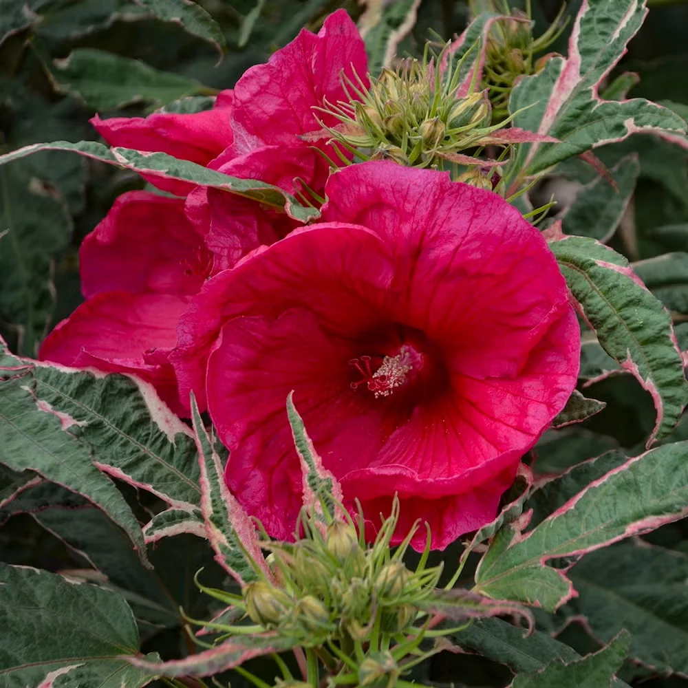 'Summer Carnival' hardy hibiscus is impressive in both flower and foliage.