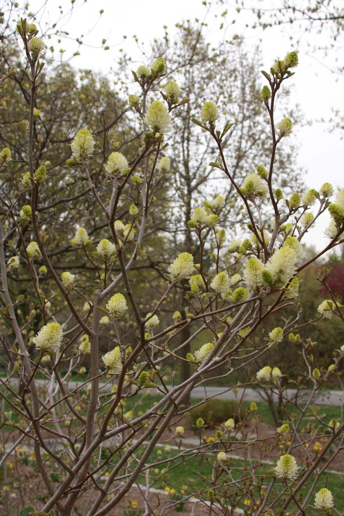 Four Flowers for Fragrance from Spring to Fall