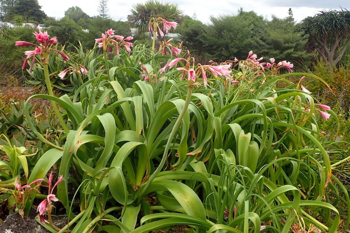 Crinum bulbispermumopens its fragrant flowers from late spring to summer.