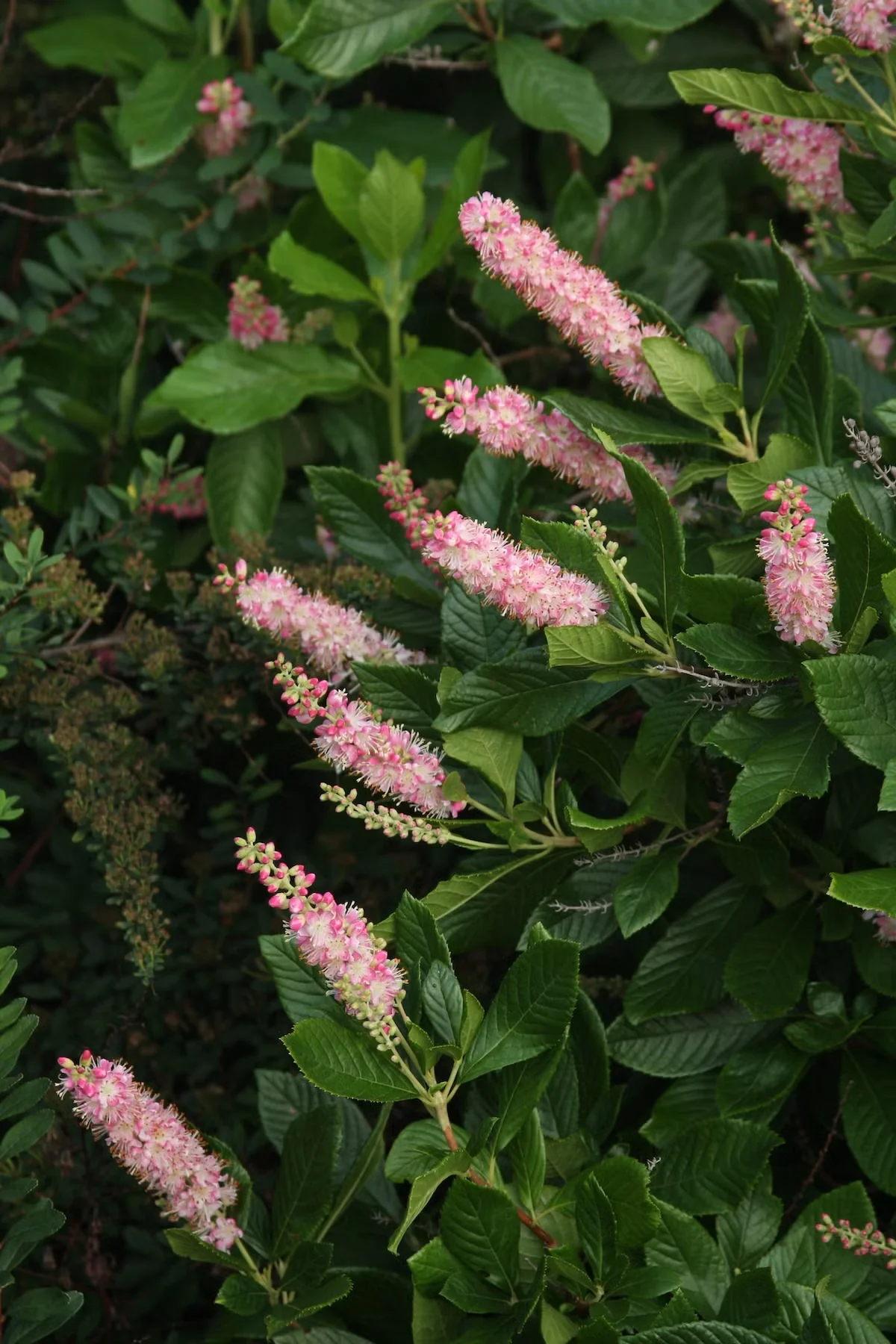 Clethra alnifolia'Ruby Spice' offers fragrant flowers in a rosy hue on a mid-sized shrub that tops out at five feet.