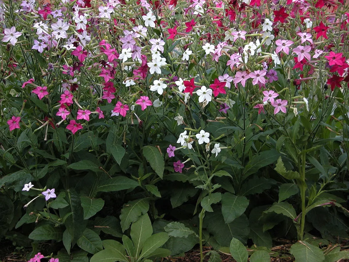 Nicotiana alatablooms in shades of pink and white throughout the summer.