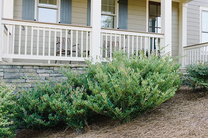 Garden Shrubs to Plant Instead of Boxwood