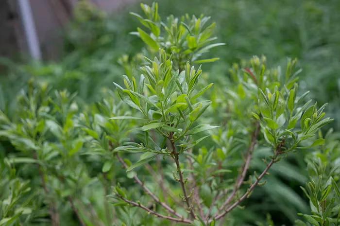 The leathery leaves of bayberry may hold on through winter in warm climates.