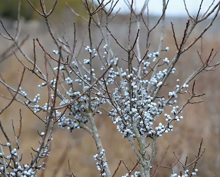 If male and female bayberries are growing in the same vicinity, the female should produce dusky blue fruits that attract birds.