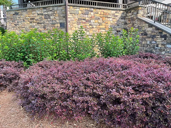 Crimson Fire Chinese fringe flower (foreground), a First Editions shrub, boasts purple leaves that keep it interesting all year.