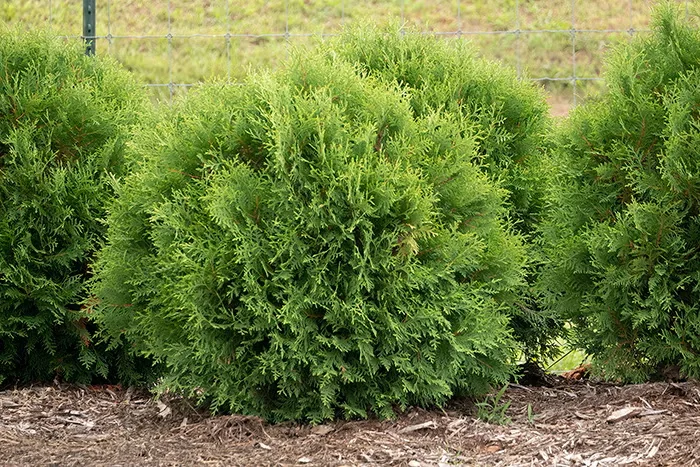First Editions Planet Earth arborvitae has a neat, round shape that makes it a fuss-free alternative to boxwood.