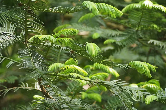 Plum yew's feathery texture makes it a versatile companion to coarse-leaved evergreens like rhododendron.