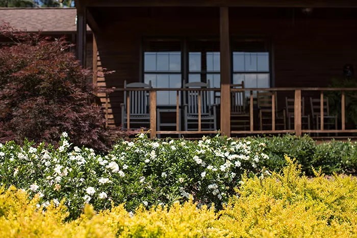 Double Mint gardenia (mid-ground) frames its fragrant summer flowers with glossy foliage.