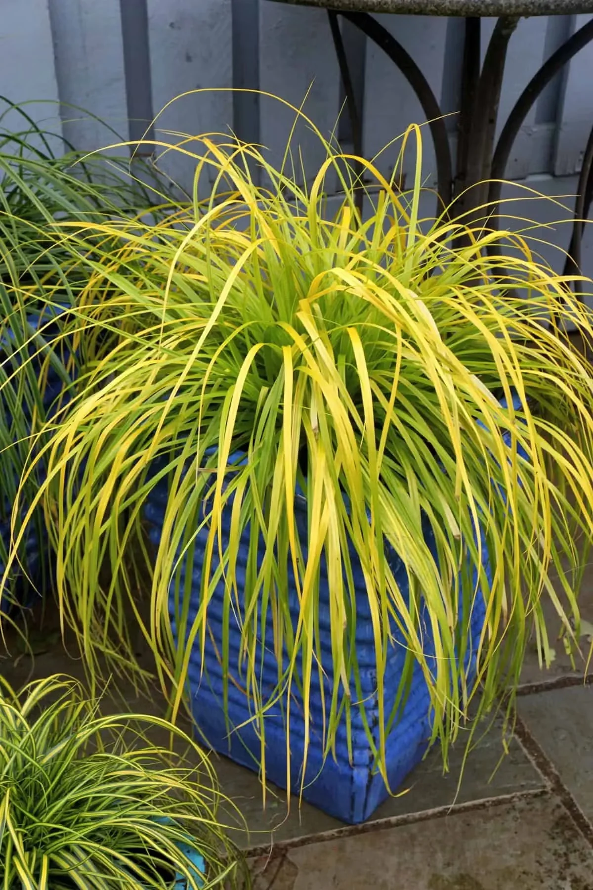 Gold-Hued 'Everillo' Sedge Brightens Shade Gardens and Pots