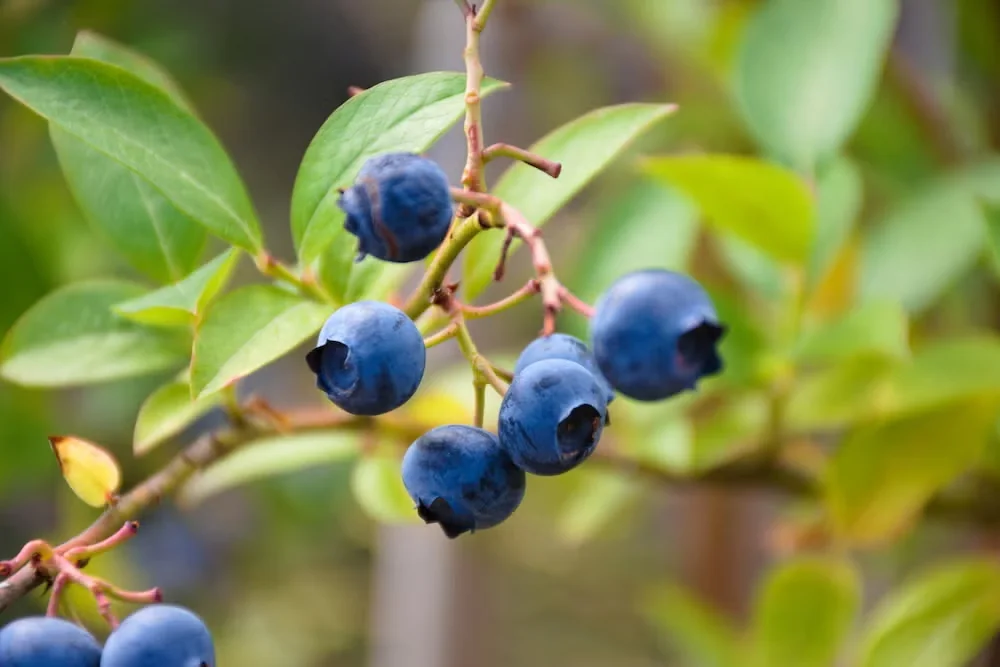 Grow Blueberries and Their Relatives to Benefit the Garden and Your Health