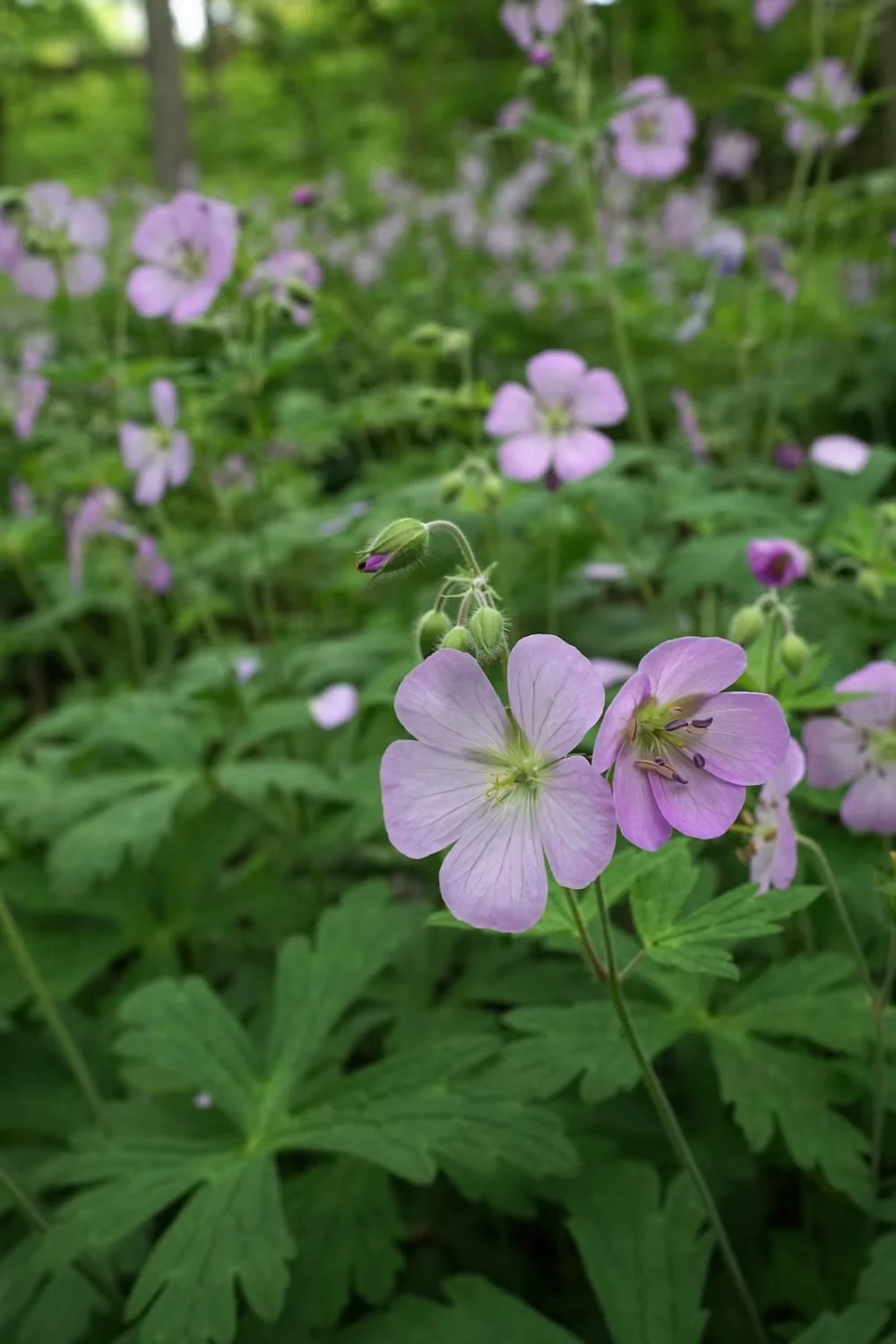 Grow Geranium maculatum, or Wild Geranium, for Its Spring Flowers and Rugged Health