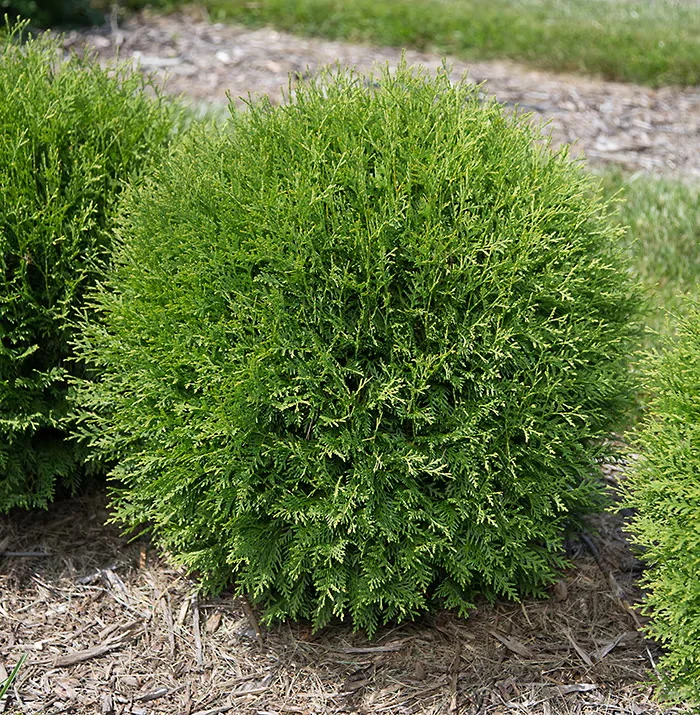 Growing Eastern Arborvitae, Plus Exciting New Varieties