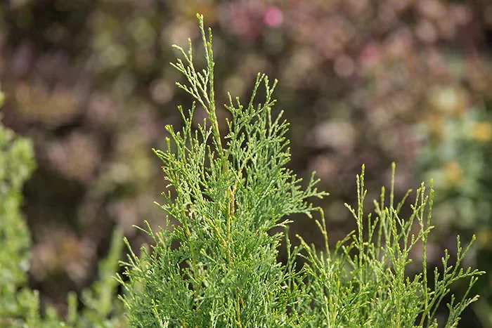 Detail of Tall Guy arborvitae leaves.