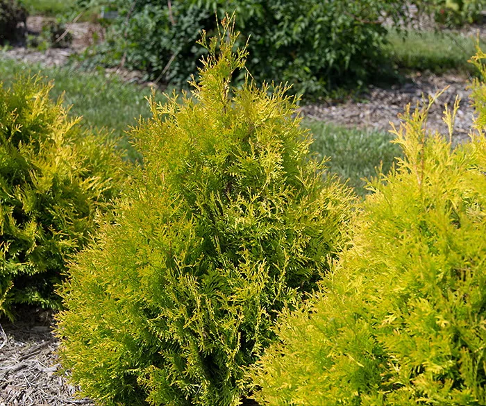 Lemon Burst arborvitae