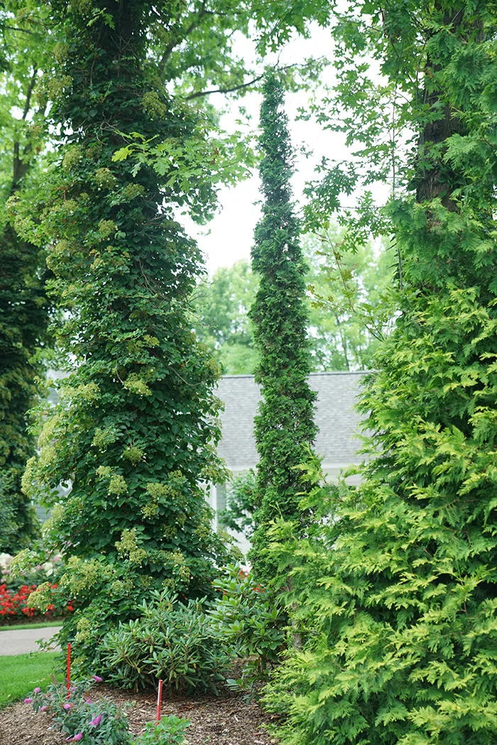 Sting arborvitae (rear center).