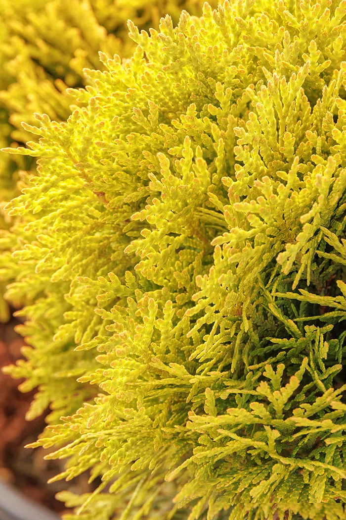 Detail of Golden Child arborvitae foliage