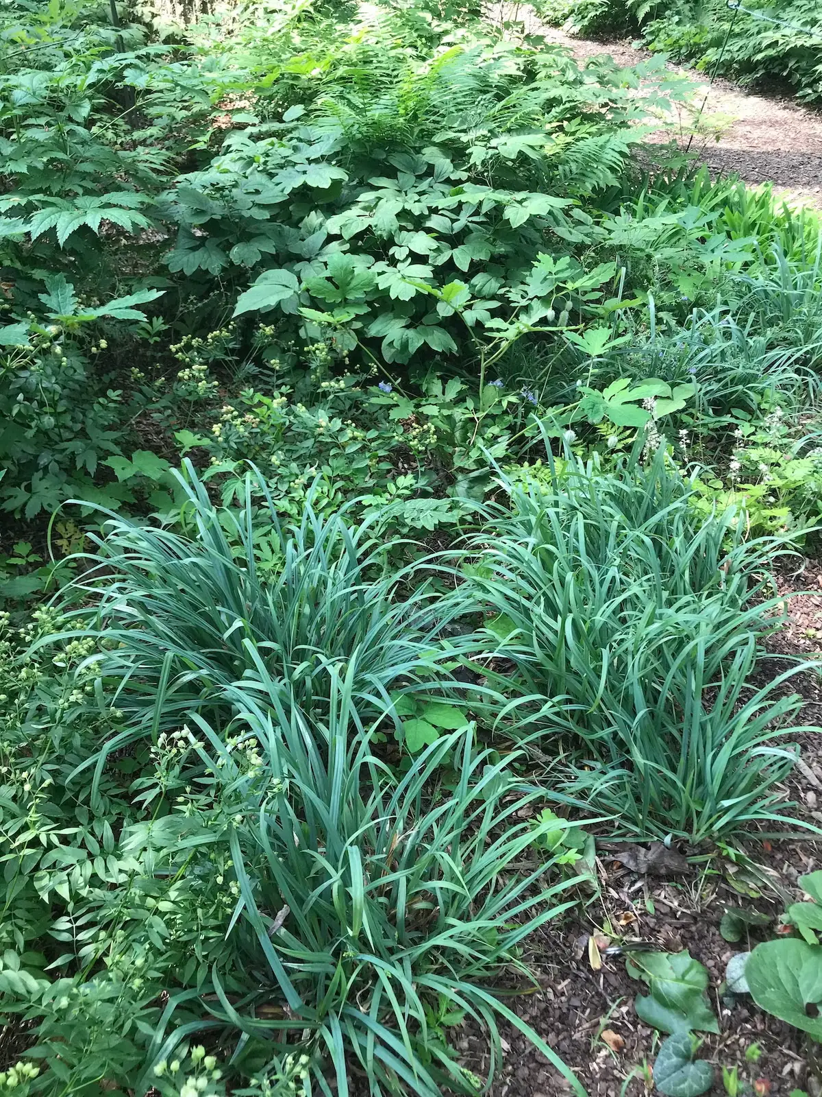 How to Combine Sedges with Garden Perennials