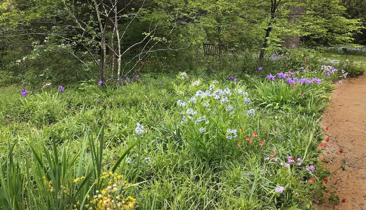 Eastern woodland sedge (Carex blanda) frames light blue Arkansas bluestar (Amsonia hubrichtii), purple irises and other flowering perennials.