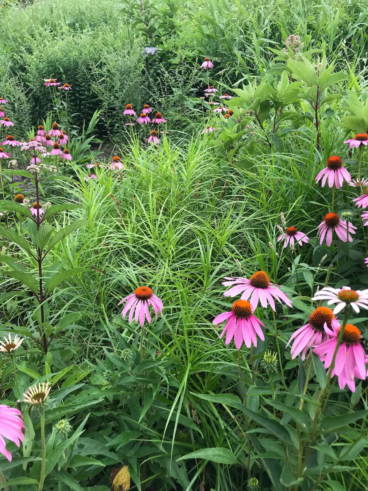 Muskingum sedge (Carex muskingumensis) grows well in a moist meadow with purple coneflower and Joe-Pye weed.