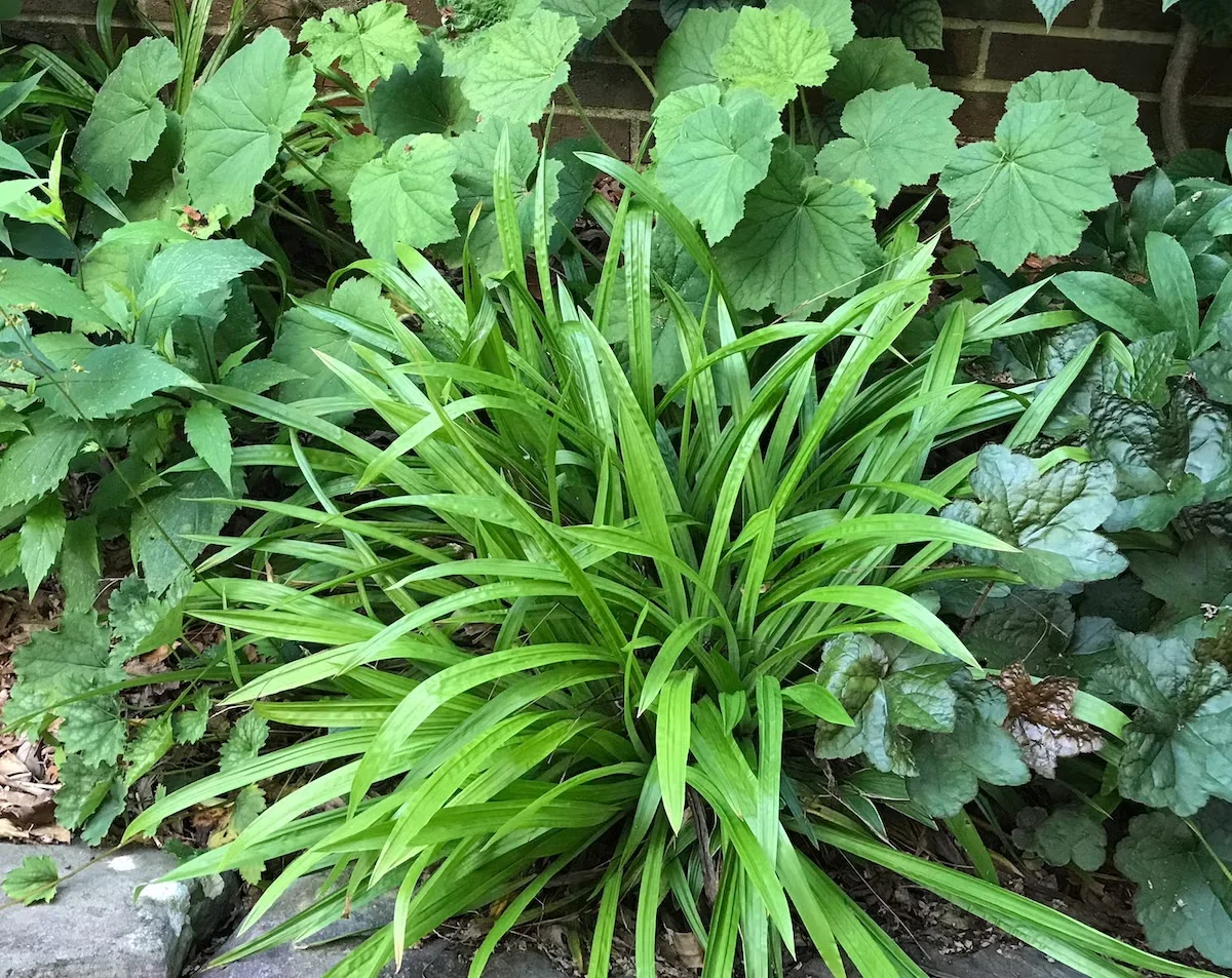 Plantainleaf sedge (Carex plantaginea) has narrow leaves that contrast well with broader heuchera.