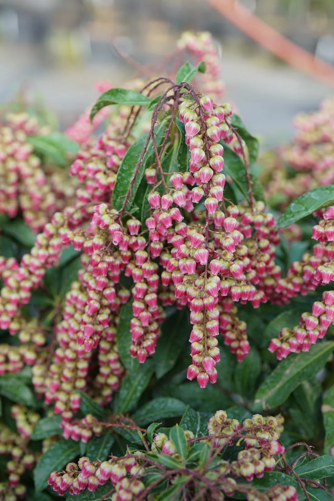 Interstella Pieris: a Spring-Blooming Shrub for Shade Gardens