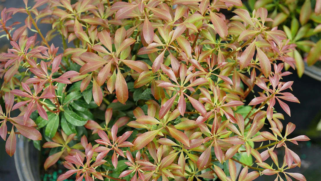 Interstella pieris has evergreen leaves that look coppery red when they're new. They darken to a glossy green with time.