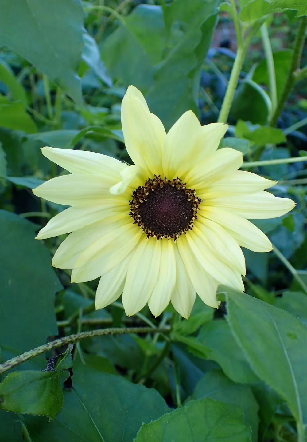 'Italian White' Sunflower Offers a Twist on the Summer Classic