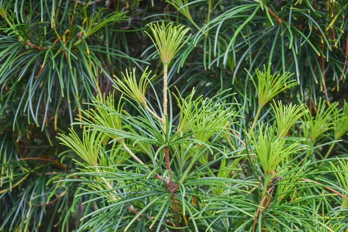 Japanese Umbrella Pine Is an Eye-Catching and Unique Conifer