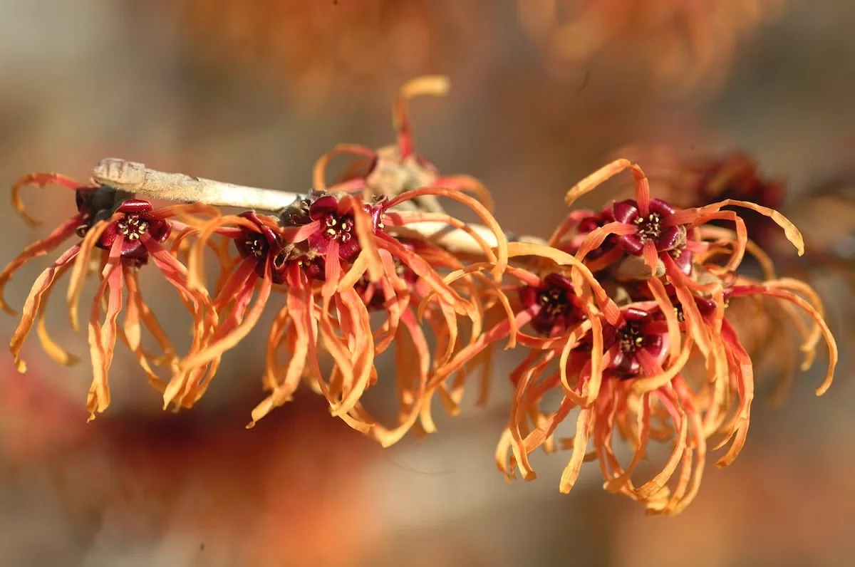 'Jelena' Witch Hazel Brightens the Late-Winter Landscape with Its Orange Flowers