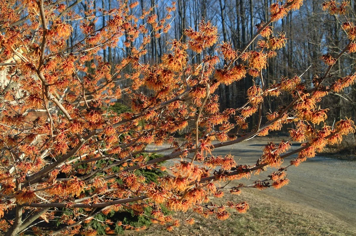 'Jelena' witch hazel is a sizeable deciduous shrub that can produce a heavy bloom, especially in full sun, which also enhances its fragrance.